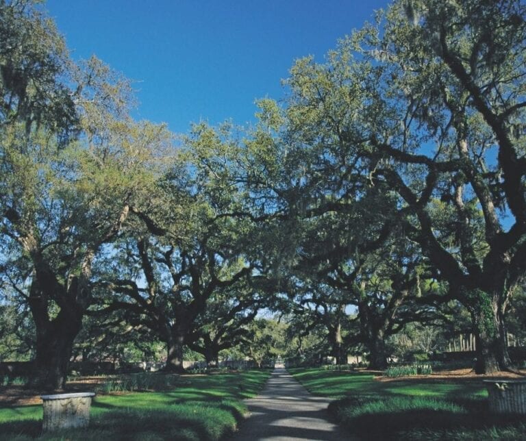 Walkway through large trees