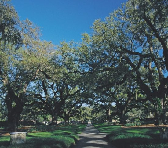 Walkway through large trees